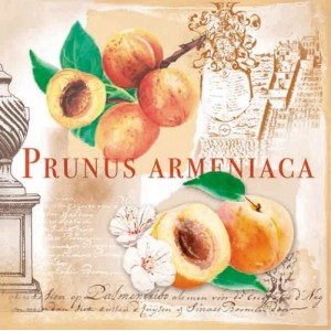 ΧΑΡΤΟΠΕΤΣΕΤΑ PRUNUS 33X33 - ΣΥΣΚΕΥΑΣΙΑ 20τμχ ΧΑΡΤΟΠΕΤΣΕΤΑ PRUNUS 33X33 - ΣΥΣΚΕΥΑΣΙΑ 20τμχ