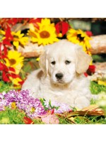 ΧΑΡΤΟΠΕΤΣΕΤΑ A DOG'S LIFE 33X33 - ΣΥΣΚΕΥΑΣΙΑ 20τμχ