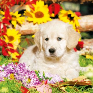 ΧΑΡΤΟΠΕΤΣΕΤΑ A DOG'S LIFE 33X33 - ΣΥΣΚΕΥΑΣΙΑ 20τμχ ΧΑΡΤΟΠΕΤΣΕΤΑ A DOG'S LIFE 33X33 - ΣΥΣΚΕΥΑΣΙΑ 20τμχ