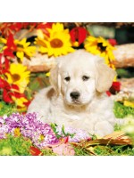 ΧΑΡΤΟΠΕΤΣΕΤΑ A DOG'S LIFE 33X33 - ΣΥΣΚΕΥΑΣΙΑ 20τμχ