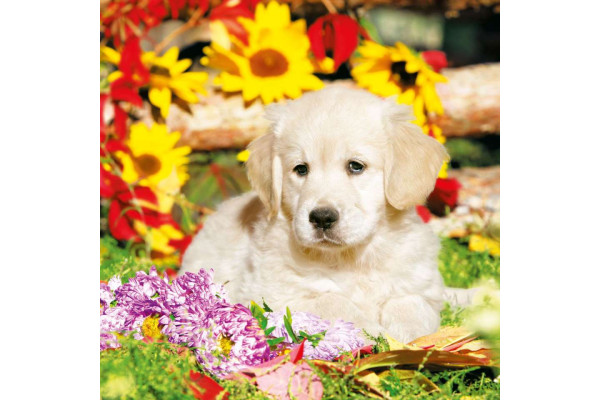 ΧΑΡΤΟΠΕΤΣΕΤΑ A DOG'S LIFE 33X33 - ΣΥΣΚΕΥΑΣΙΑ 20τμχ
