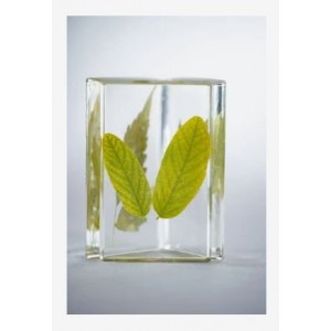 ΡΗΤΙΝΗ ΥΓΡΟ ΓΥΑΛΙ 50% bio 750ml GEDEO PEBEO BIO
